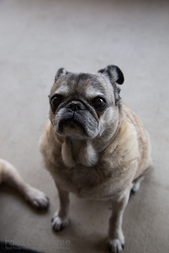 Macy Mae Rice | Pugs