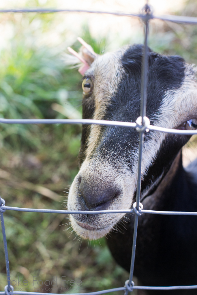 Door County Creamery Goats, Door Co., WI | Fake Food Free