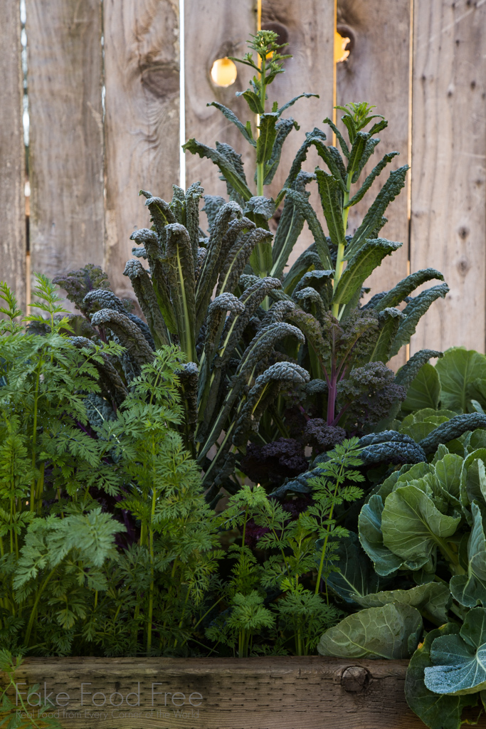 Kale and Carrots in a raised bed garden | Fake Food Free