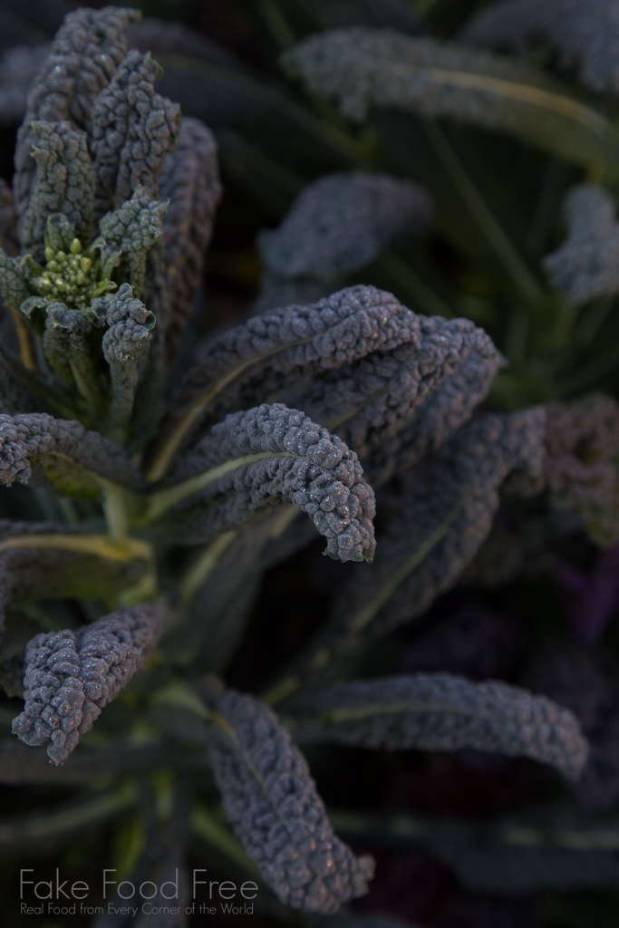 Late winter frost on lacinato kale