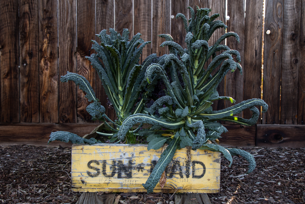 Lacinato and Scarlet Kale in a small raised box garden