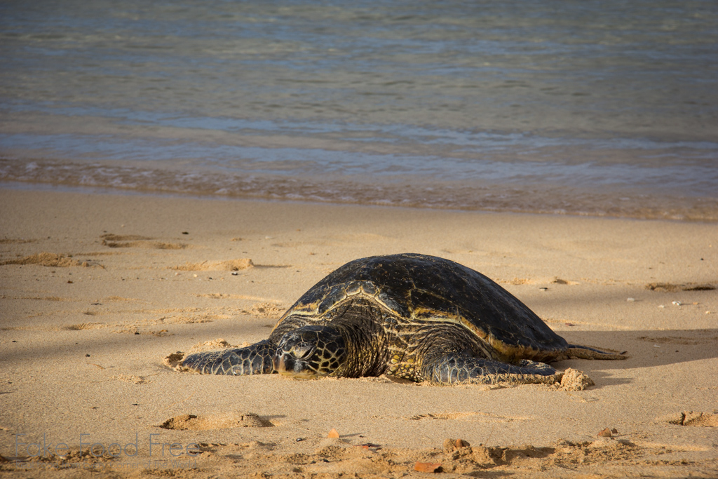 Sea Turtle Poipu Beach Kauai | Fake Food Free Travels