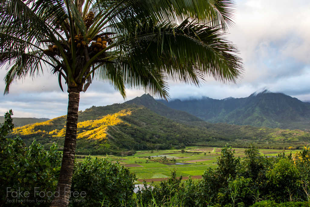 Taro Fields in Kauai | Fake Food Free Travels