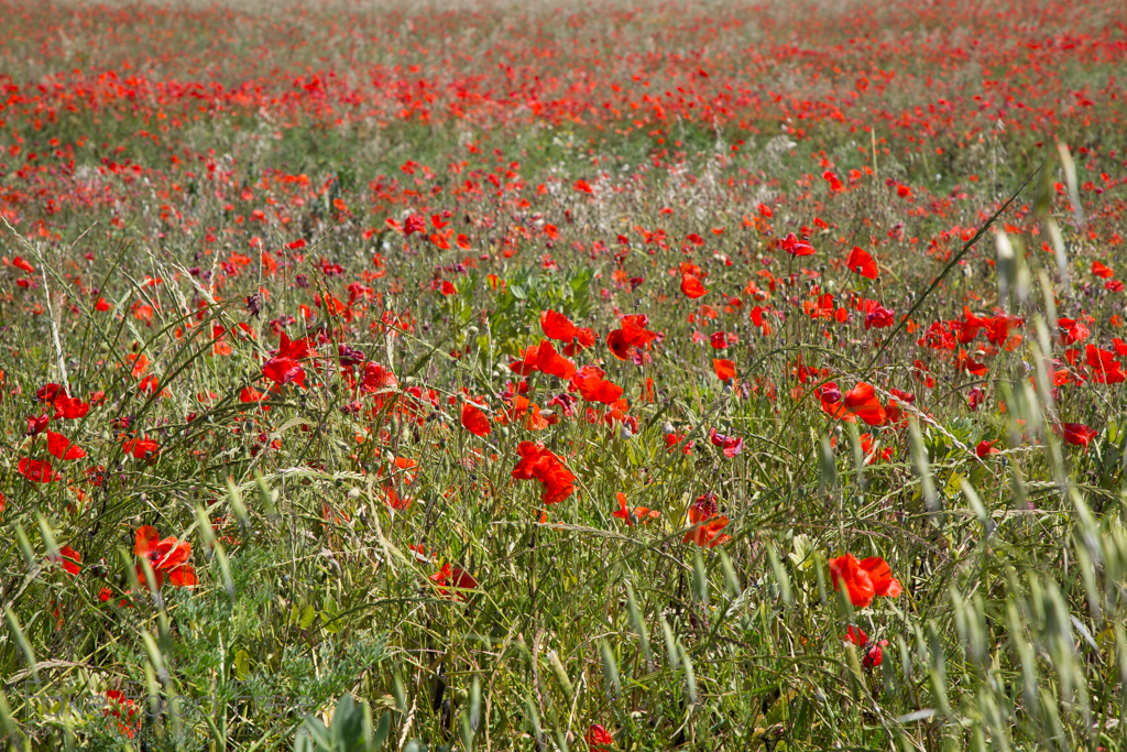 Poppy Fields in Italy | More on Fake Food Free