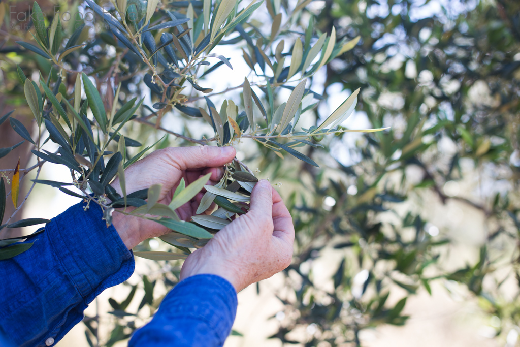 Learning about Olive Oil in the Lazio region Italy 