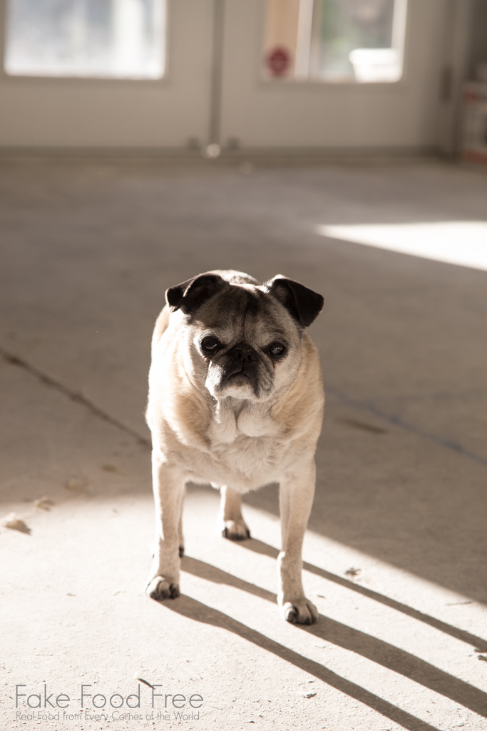 Macy Mae during kitchen construction