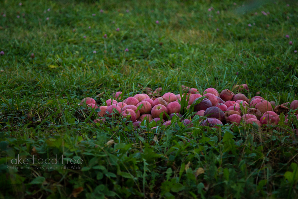 Apples in a New York orchard. Photo by Lori Rice. | FakeFoodFree.com