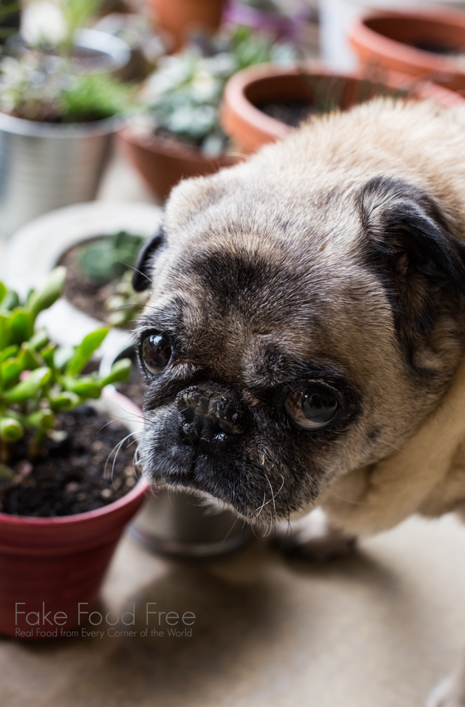 Dixie the Pug