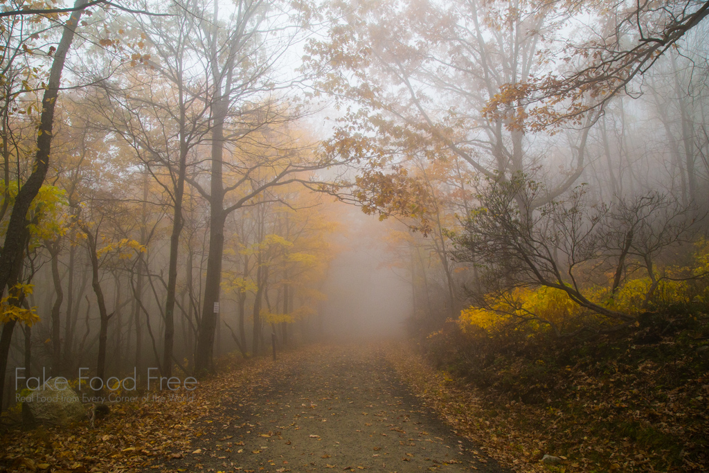 Fall Hike in the Hudson Valley. Photo by Lori Rice. | FakeFoodFree.com
