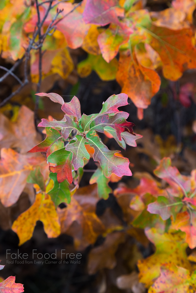 Fall in the Hudson Valley. Photo by Lori Rice. | FakeFoodFree.com