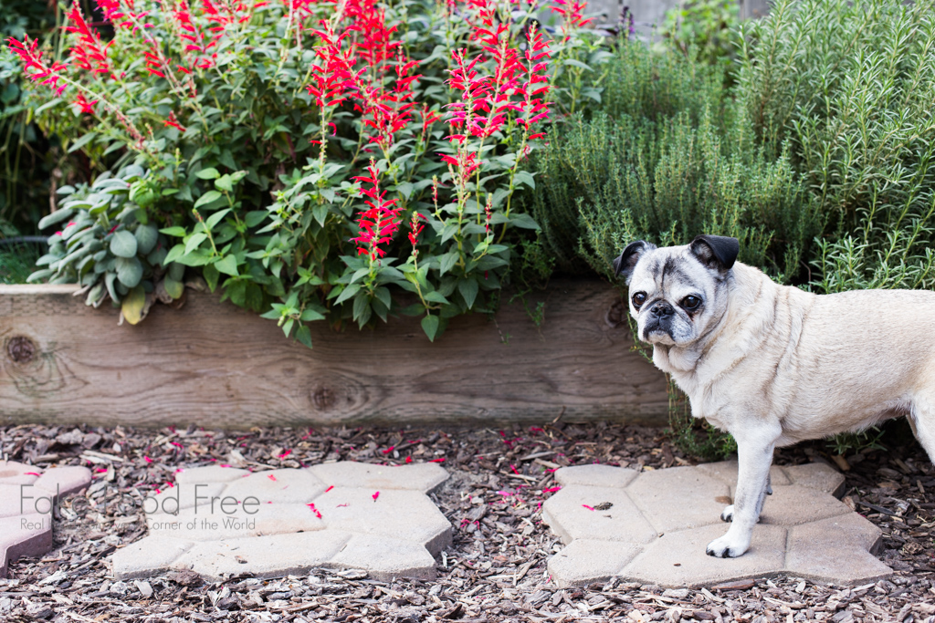 Macy Mae the Pug