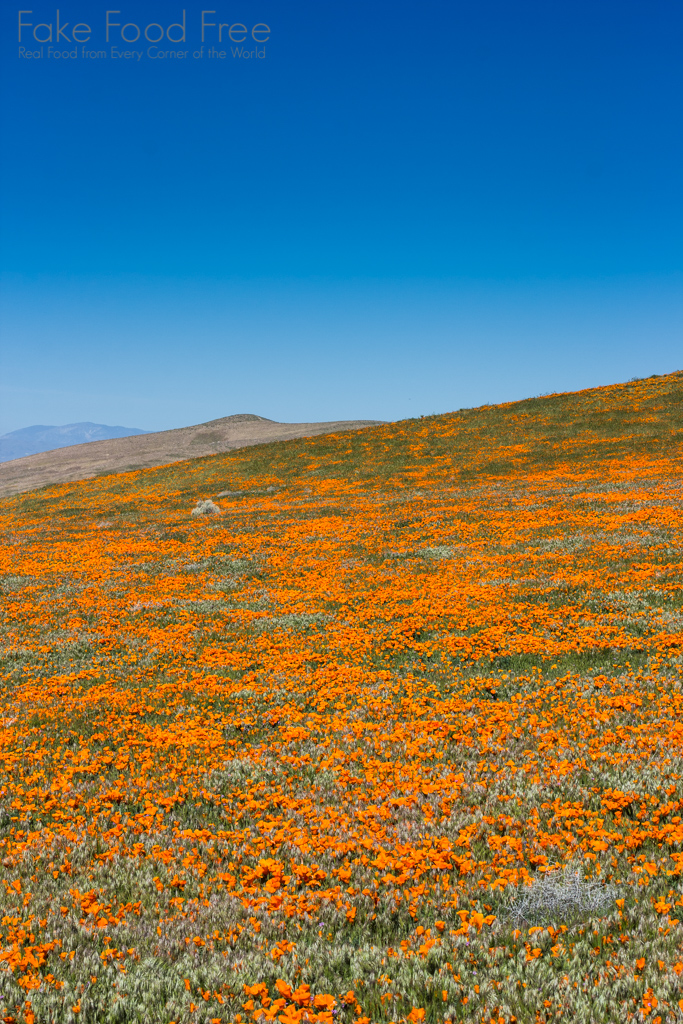 Antelope Valley, California Poppy Reserve. Photo by Lori Rice. | FakeFoodFree.com