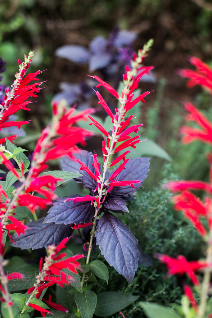 Pineapple Sage and Purple Basil. Photo by Lori Rice. | FakeFoodFree.com