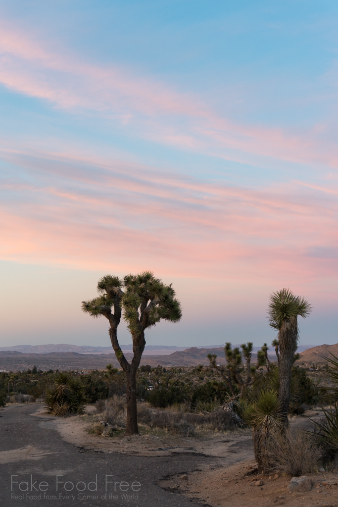 Sunset, Joshua Tree National Park | Photo by Lori Rice