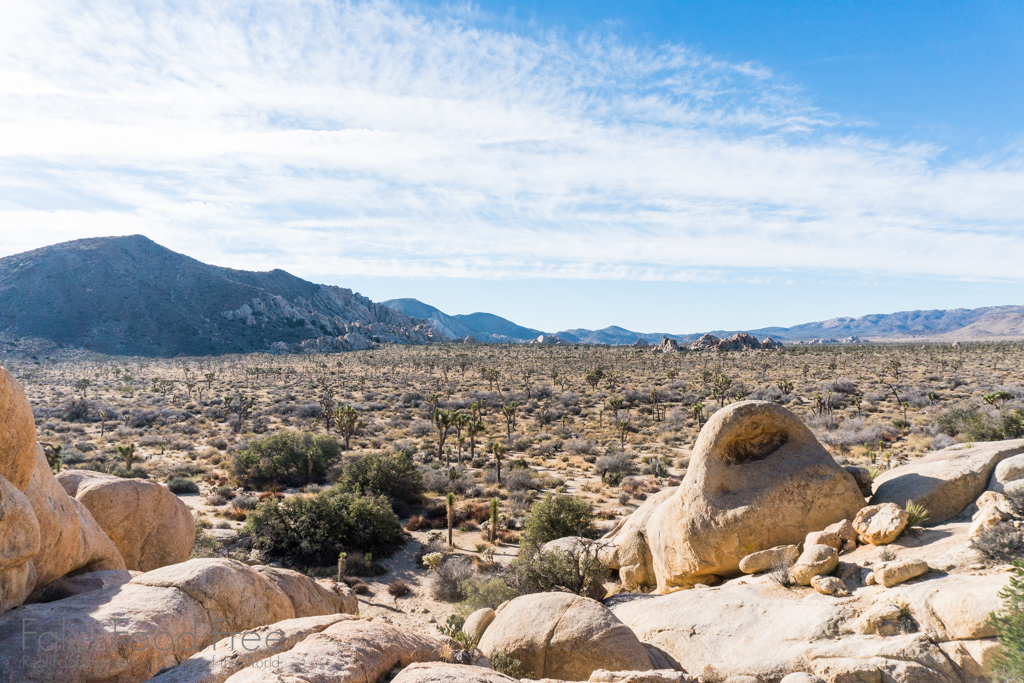 Joshua Tree National Park | FakeFoodFree.com Travels