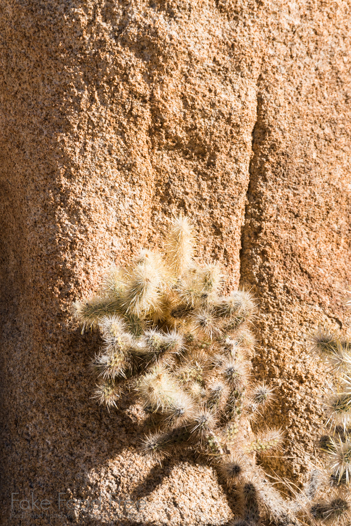 Cactus in Joshua Tree National Park | Photo by Lori Rice