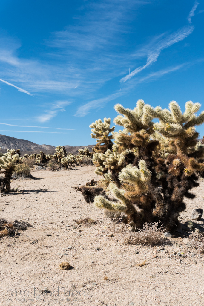 Cholla Cactus Garden, Joshua Tree National Park | Photo by Lori Rice