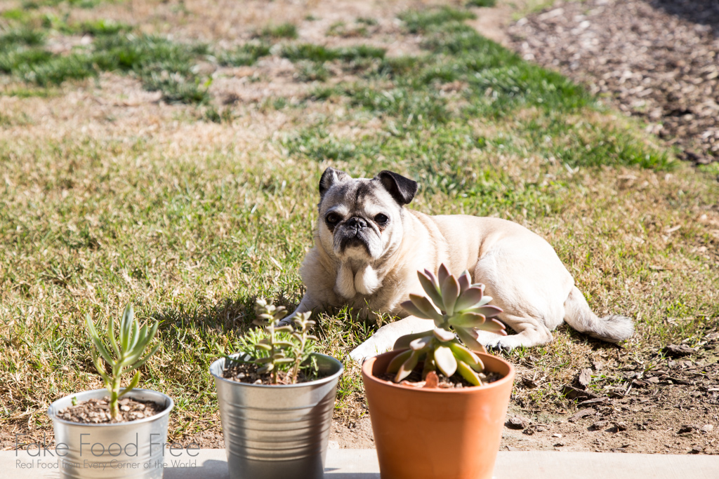 Macy Mae the pug enjoying the sunshine | FakeFoodFree.com