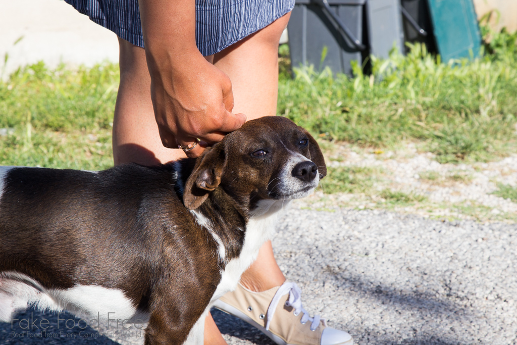 Neighborhood dog near our villa in Italy