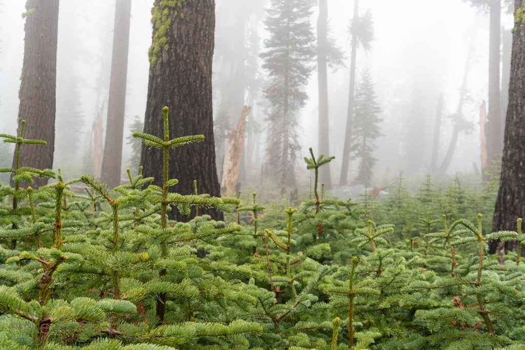 Little Baldy Trail, Sequoia National Park | Hiking Trails on FakeFoodFree.com Travels