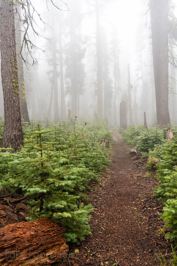 Little Baldy Trail, Sequoia National Park California 