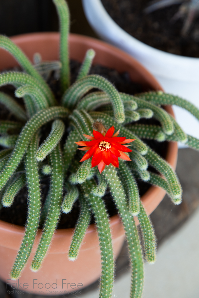 Rat tail cactus