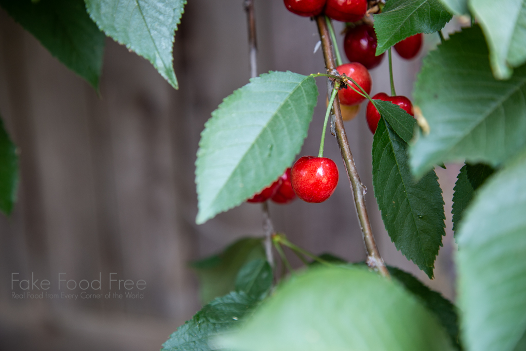 Van Cherry Tree