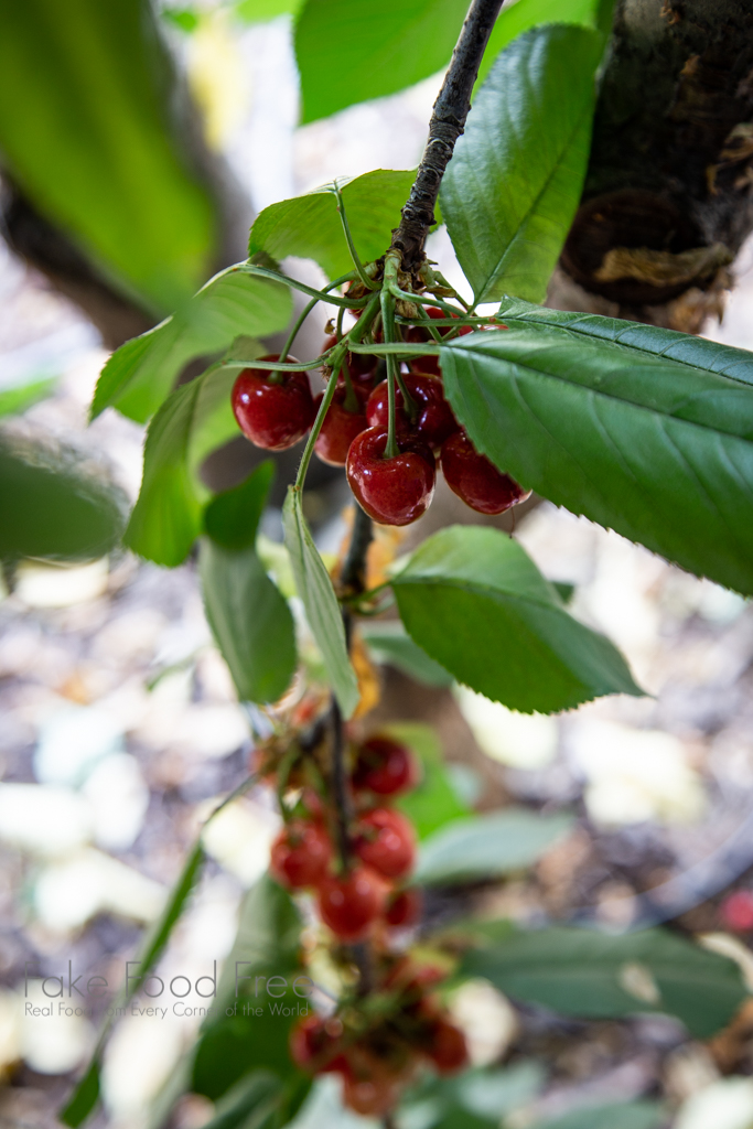 Van Cherries