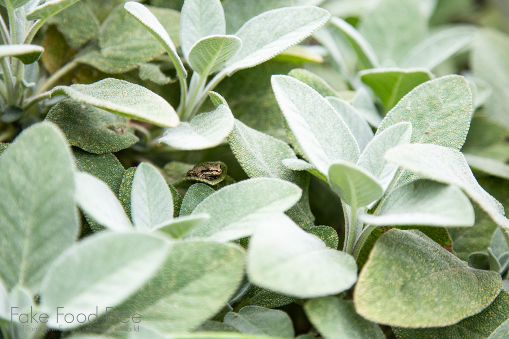 Baby frog in the sage | Garden photos