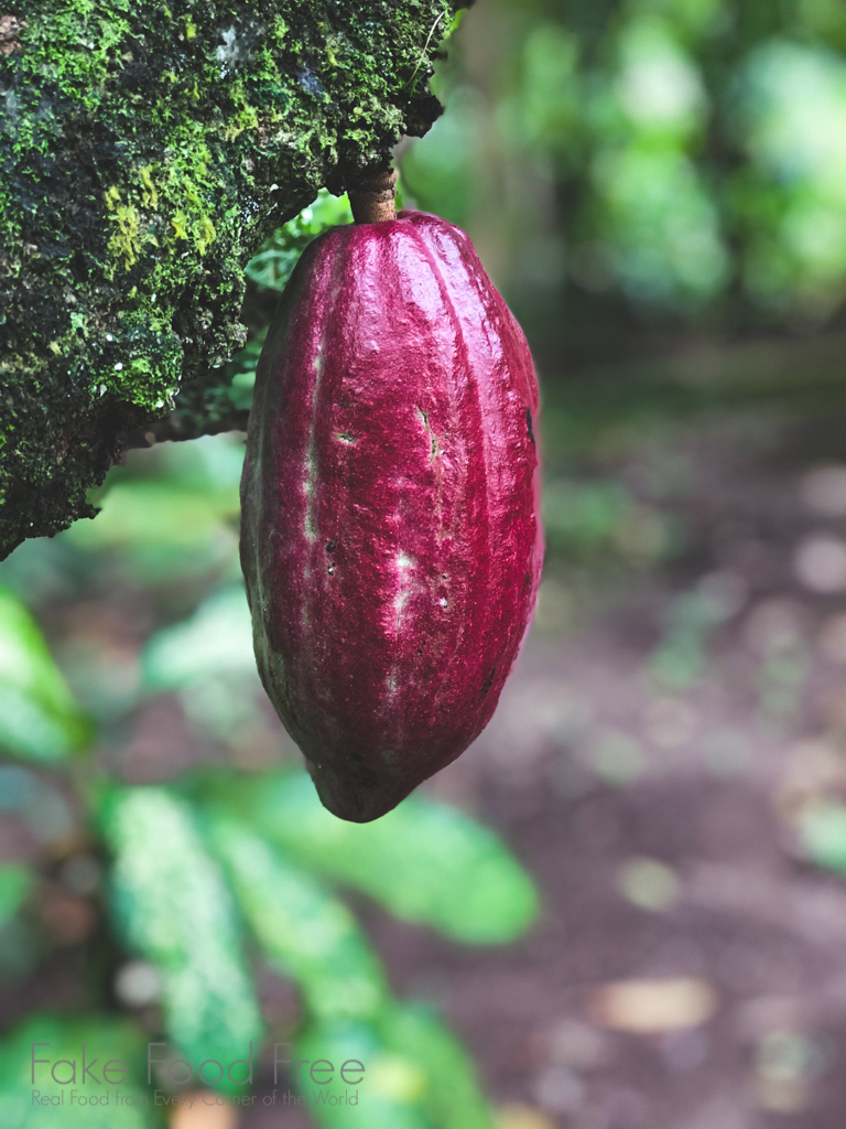 Cacao pod in Botanical Garden St. Lucia