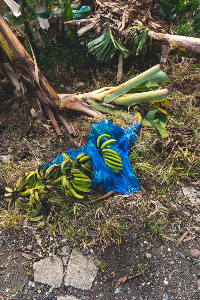 Bananas in St. Lucia