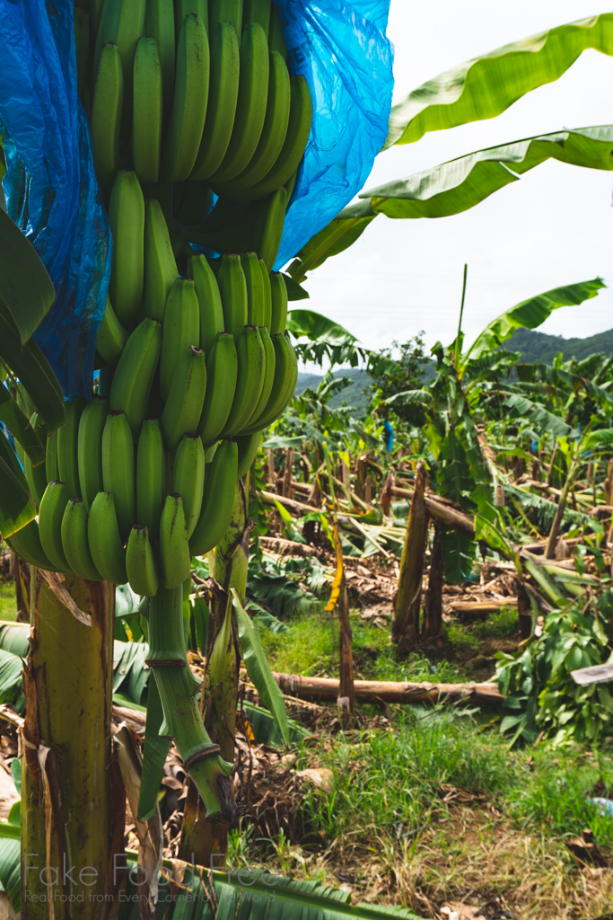 Banana Plantation St. Lucia | Travel tips at FakeFoodFree.com