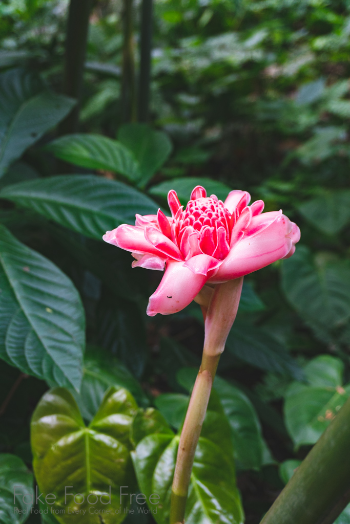 Botanical Garden St. Lucia