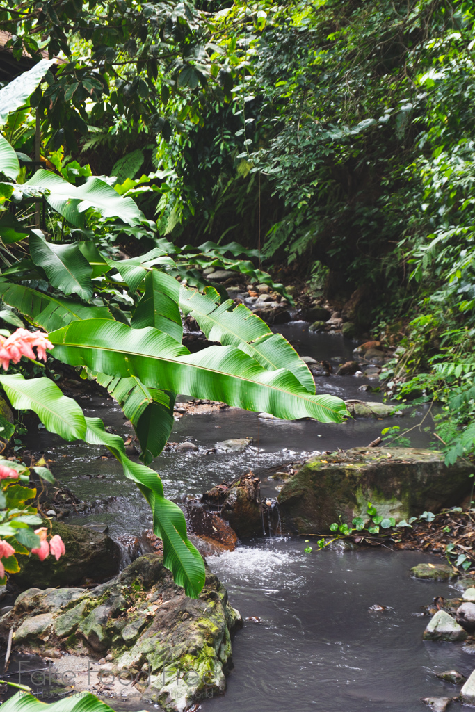 Diamond Falls Botanical Garden St. Lucia