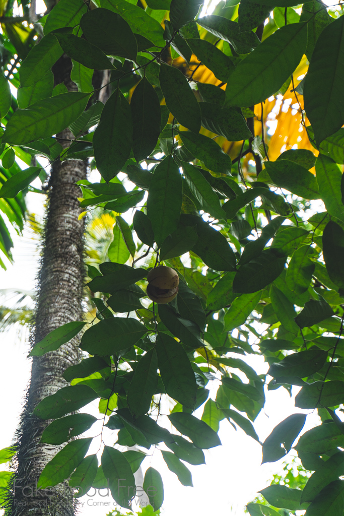 Nutmeg and Mace in the Botanical Garden St. Lucia