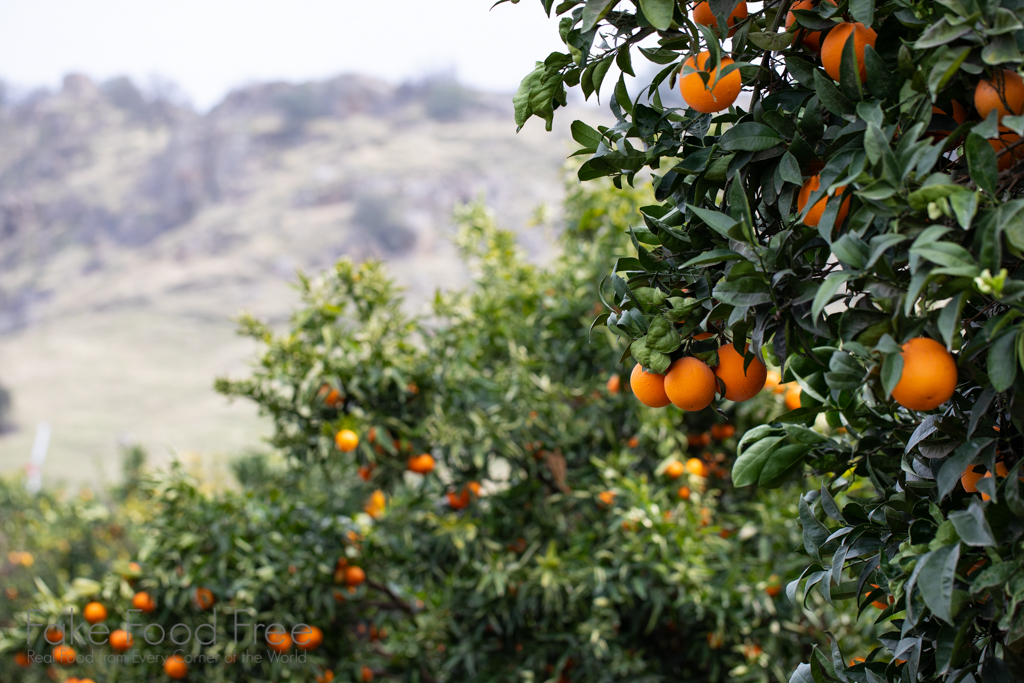 California Citrus Orchard | Photo by Lori Rice