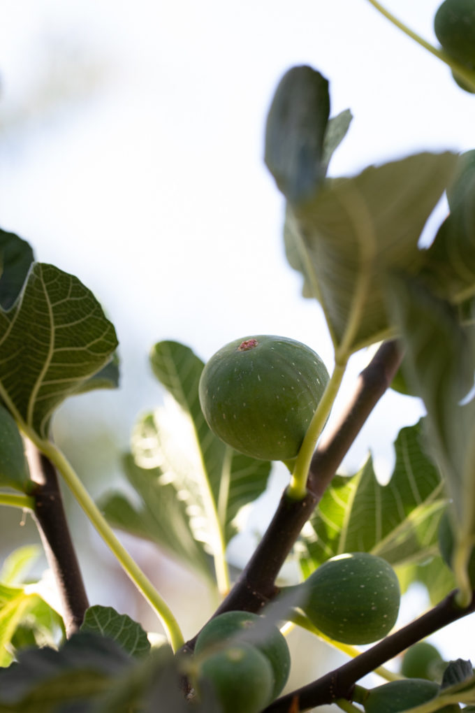 Fig goals and a cucumber fig salad recipe. 